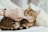 person holding brown cat on white textile