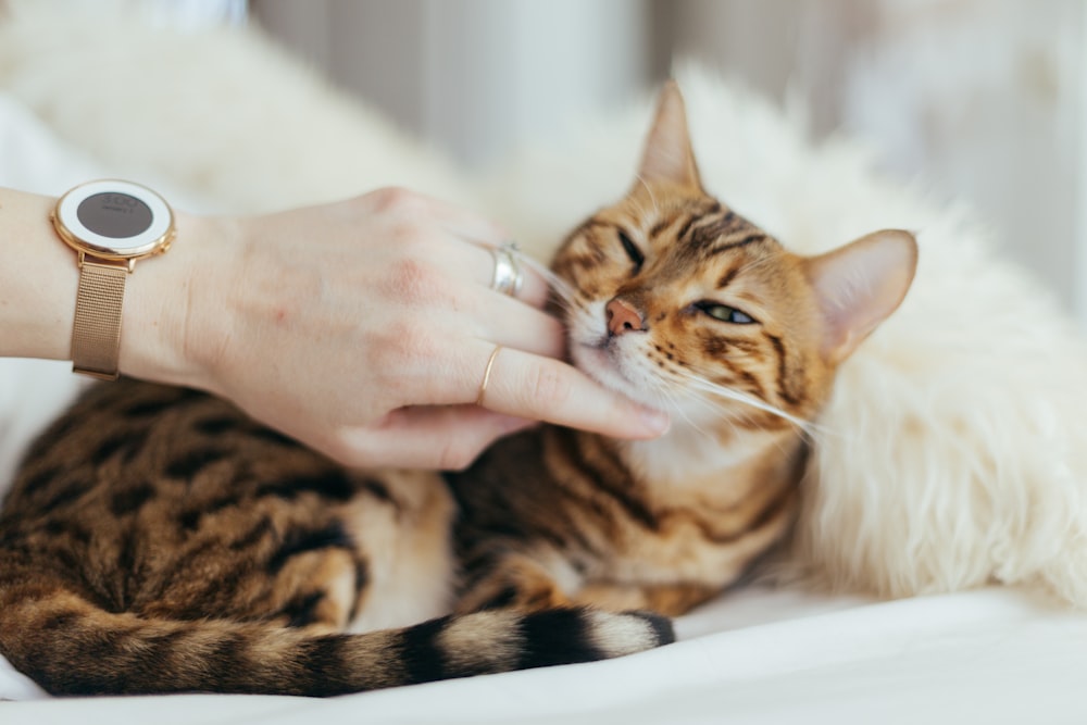 person holding brown cat on white textile