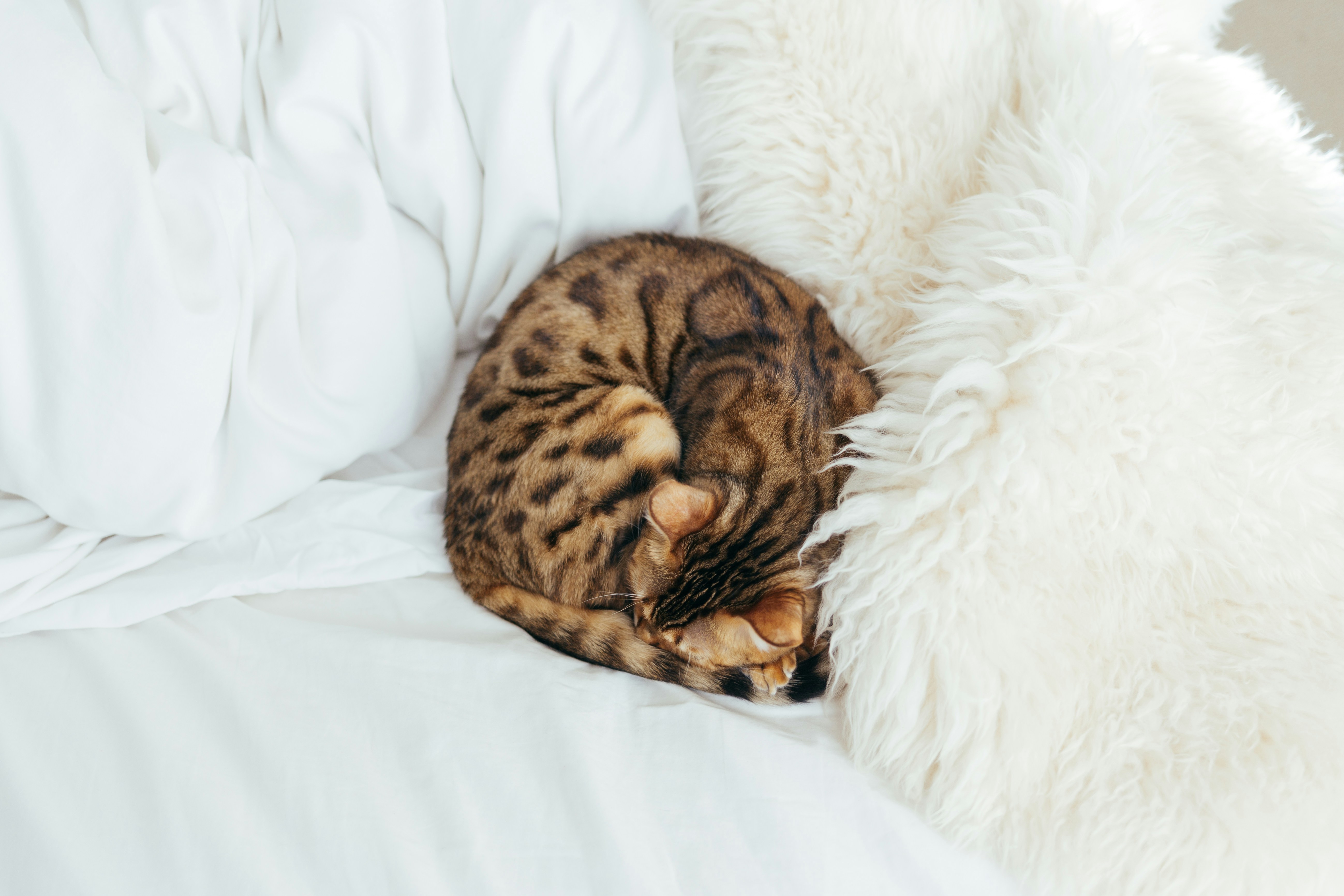 Bengal Kitten Investment
