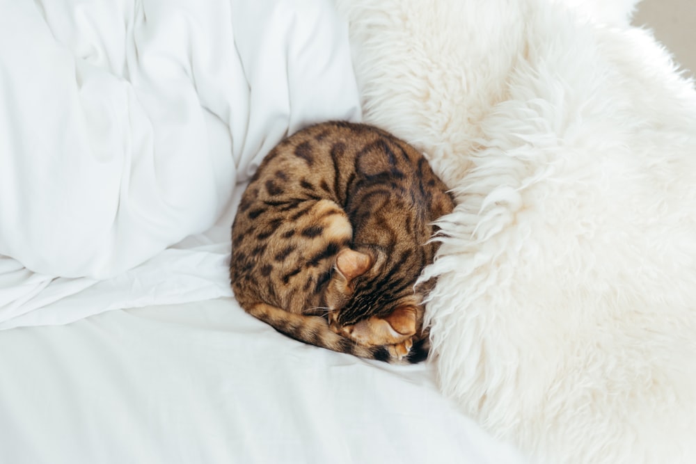 cat lying on bed