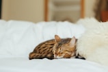 A cat with a spotted coat is peacefully sleeping on a white fluffy bed. Its body is curled up, and its head rests on its front paws. The soft textures of the blanket and the calm demeanor of the cat create a tranquil scene.