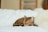 sleeping leopard kitten