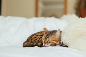 A cat with a spotted coat is peacefully sleeping on a white fluffy bed. Its body is curled up, and its head rests on its front paws. The soft textures of the blanket and the calm demeanor of the cat create a tranquil scene.