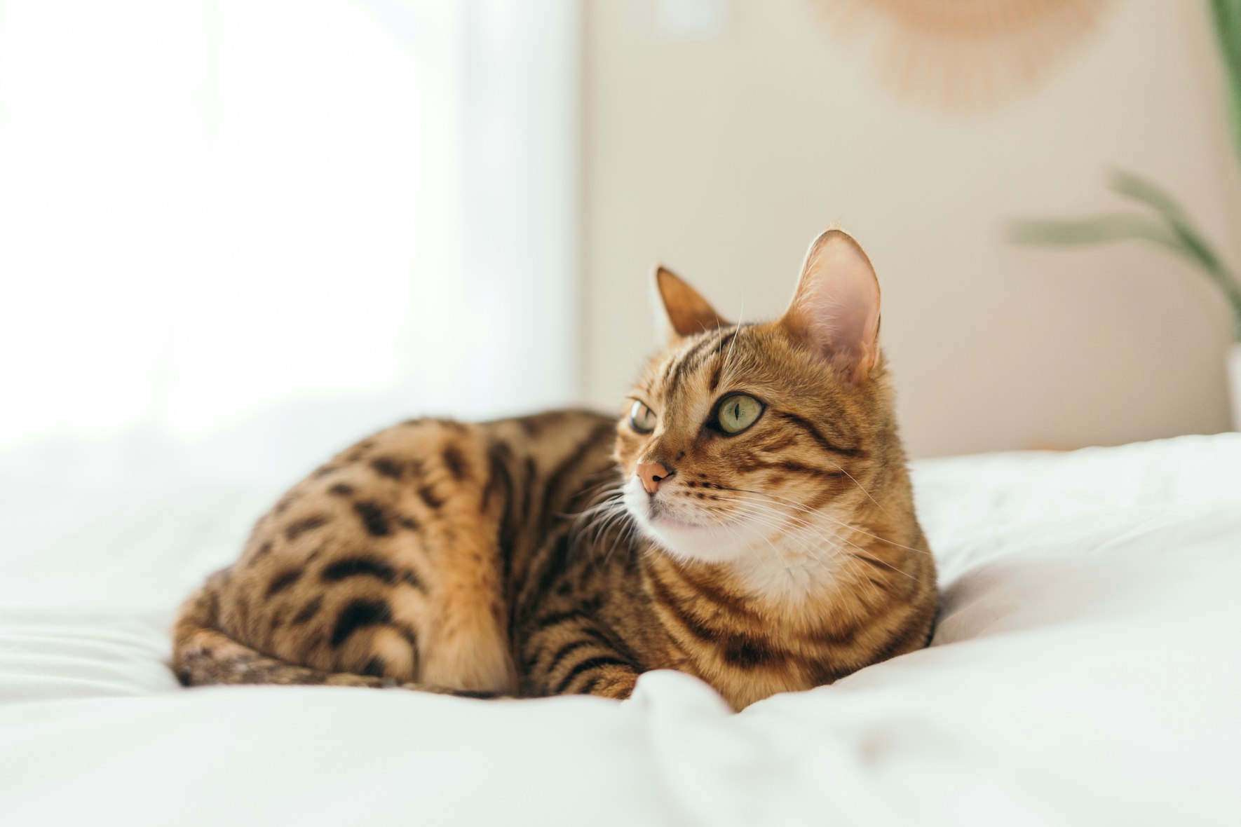 List of hypoallergenic cats: Top Hypoallergenic Cat Breeds for Cat Allergy Sufferers
