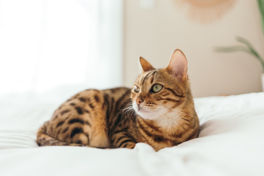 braun getigerte Katze auf Kissen liegend