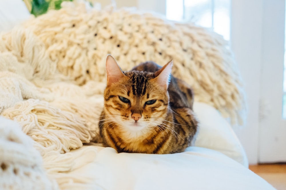 brown tabby cat on sofa