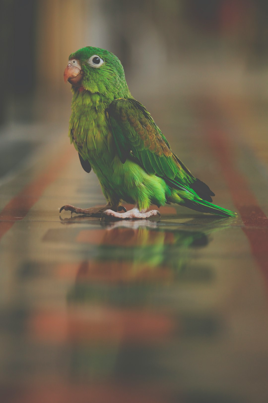 green bird standing on brown surface