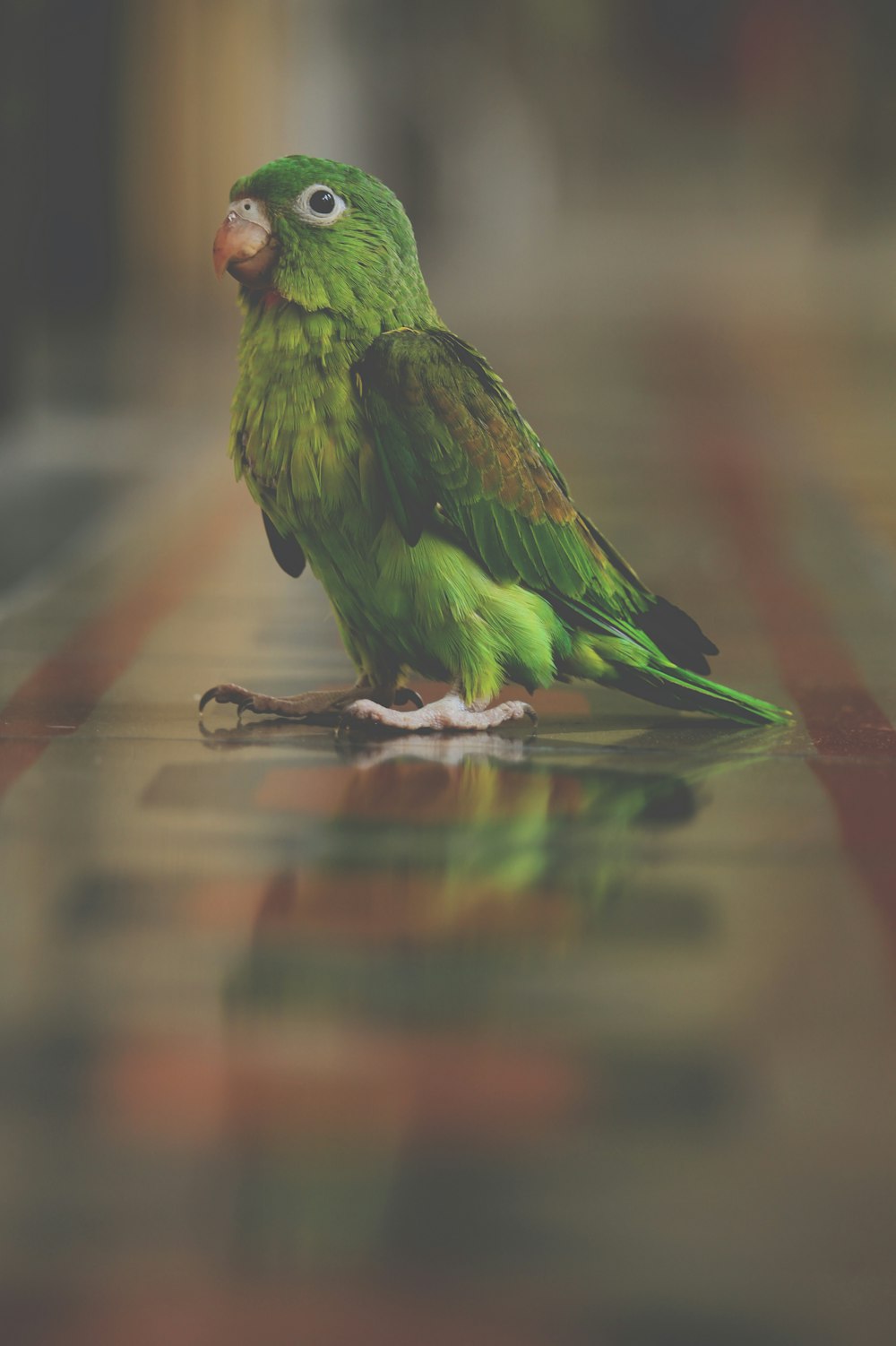green bird standing on brown surface