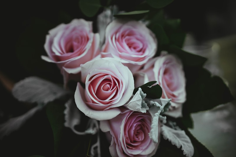 Dettaglio ravvicinato di rose rosa