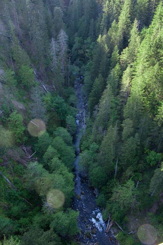 green trees on hill during daytime in Vance Creek Bridge United States