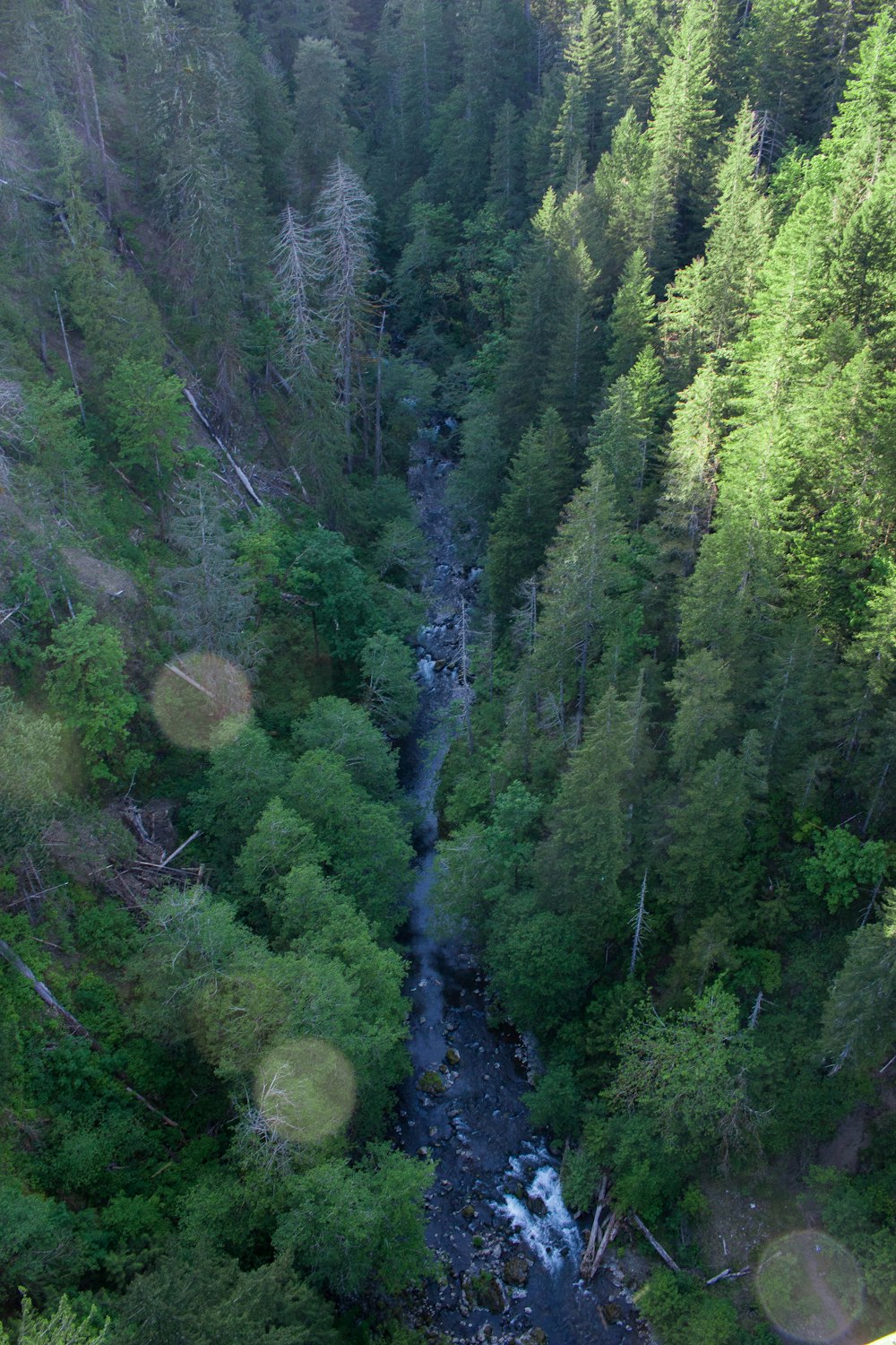 green trees on hill during daytime