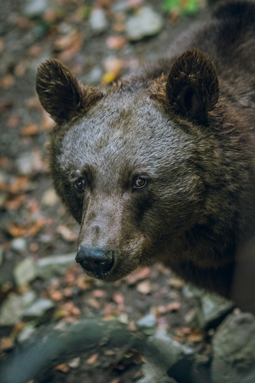 Fotografia de foco seletivo de um urso negro