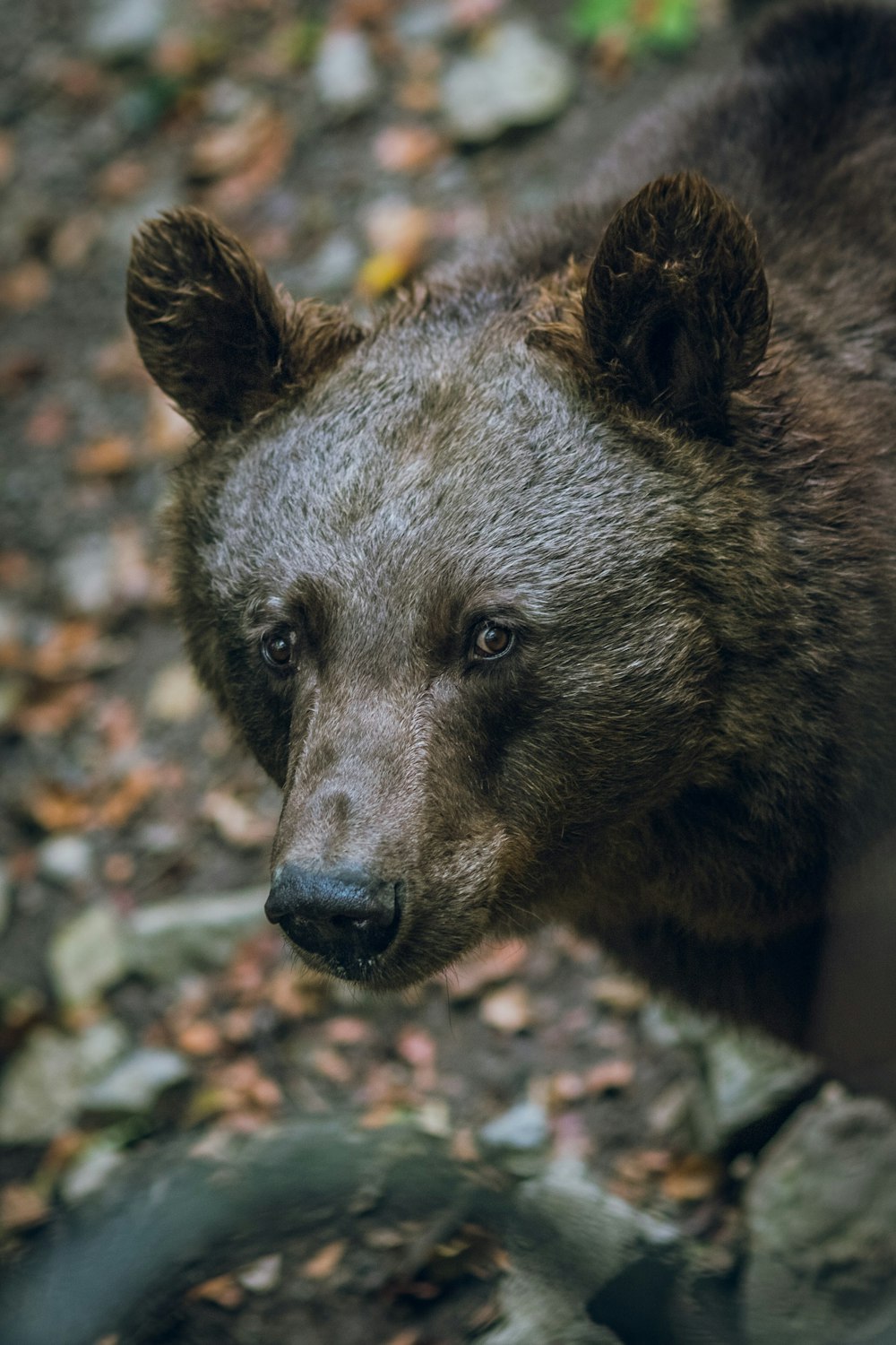 selective focus photography of a black bear