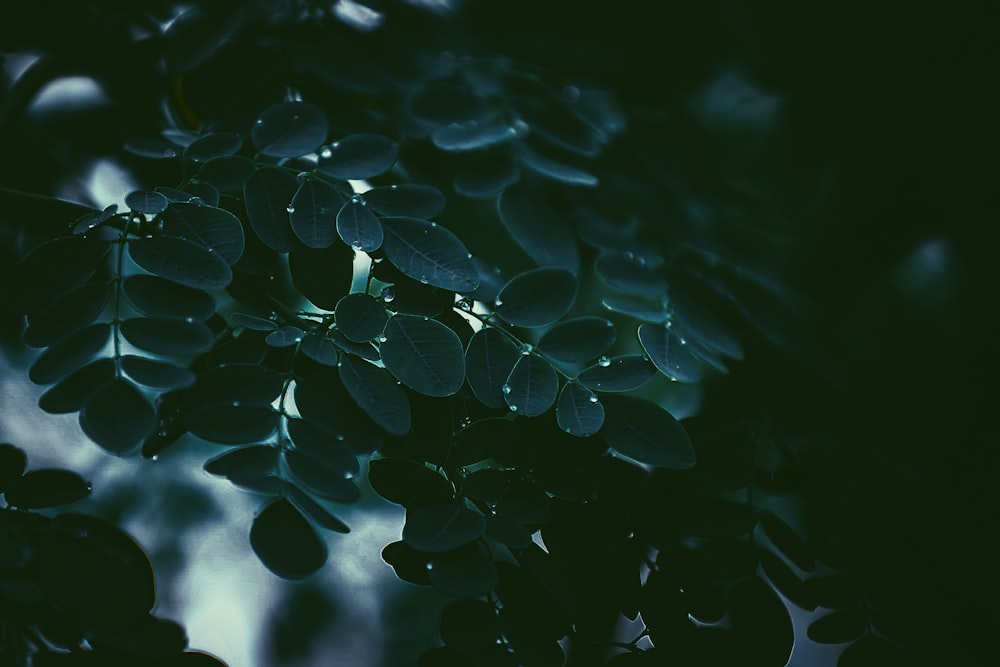 photo of green tree leaves