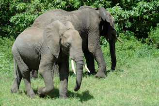 Elephants walking gracefully near a watering hole surrounded by lush greenery