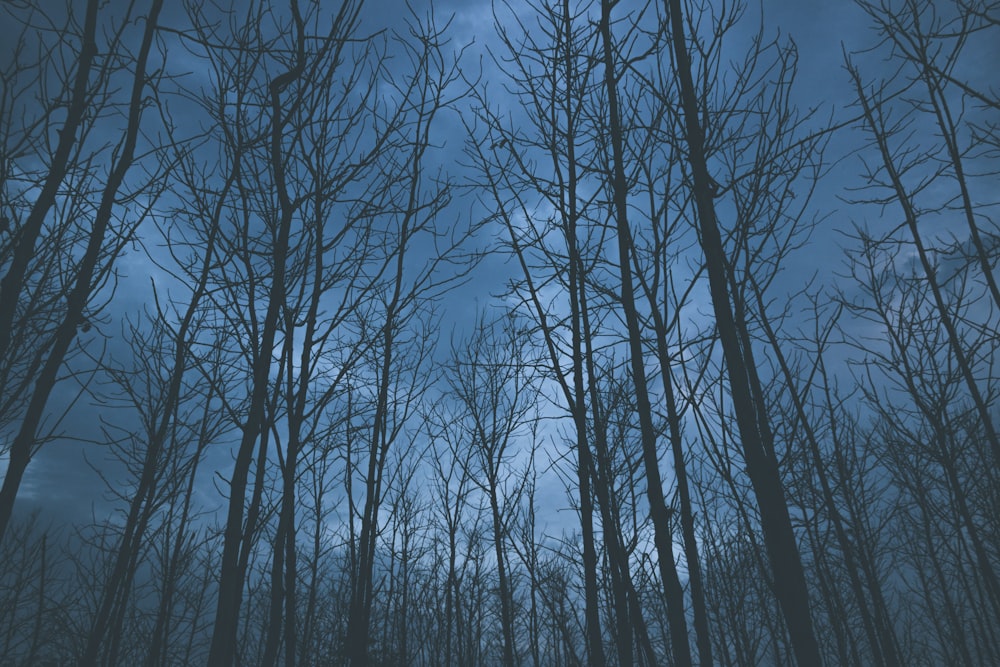 foto di alberi spogli durante la notte