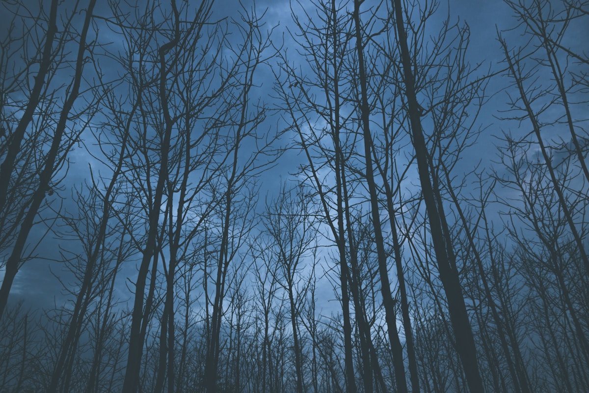 Bare trees silhouetted against a night sky, illustrating a fall community event setting.