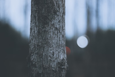 shallow focus photography of tree body