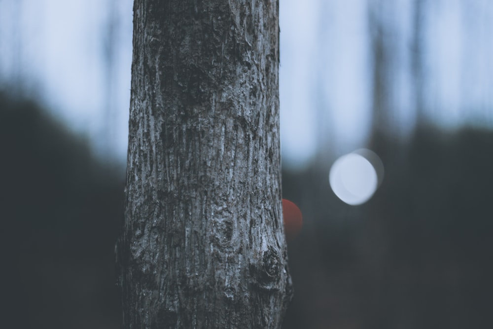 Fotografia a fuoco superficiale del corpo dell'albero