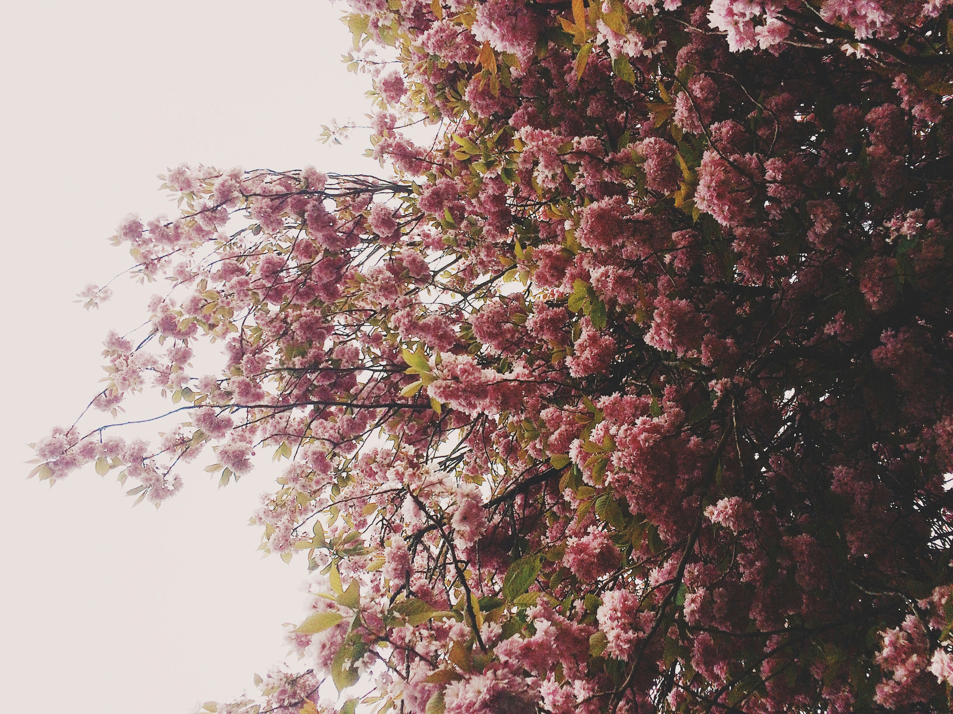 Free Unsplash photo from Adam Hollin