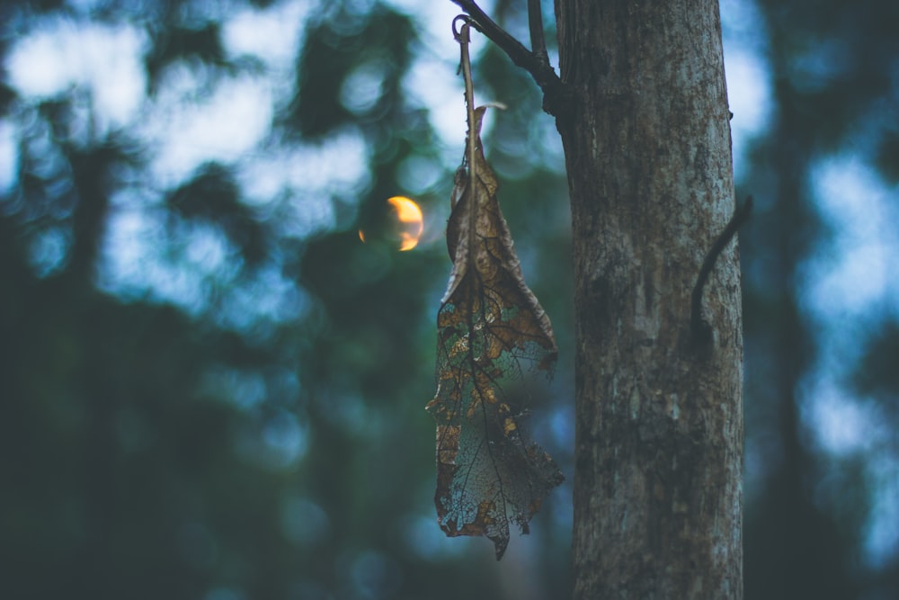 withered leaves on tree close-up photographyt