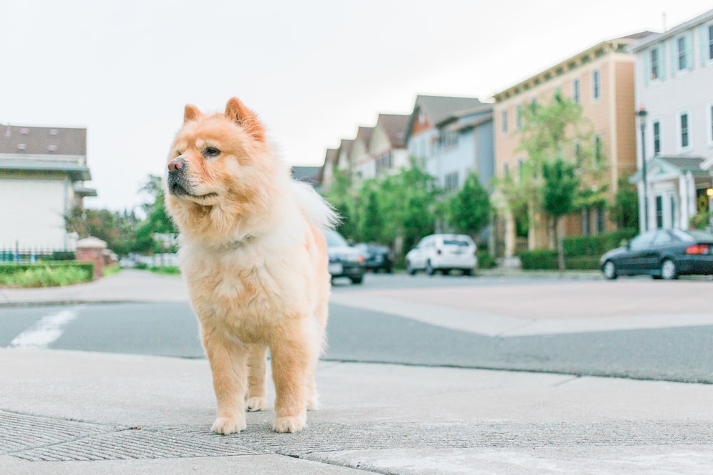 adult tan chow chow on pavement