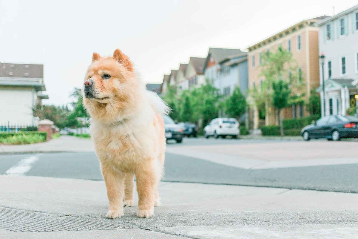 Chow Chow creme de pelagem longa em pé na rua de um bairro residencial