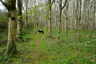 A cinematic shot of a pair of beagles walking side by side along a rustic wooden fence lined with wildflowers.