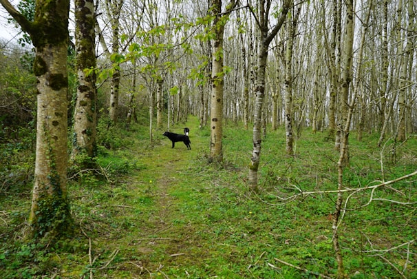 A cinematic shot of a pair of beagles walking side by side along a rustic wooden fence lined with wildflowers.