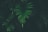 green leafed plant in black background