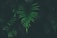 green leafed plant in black background