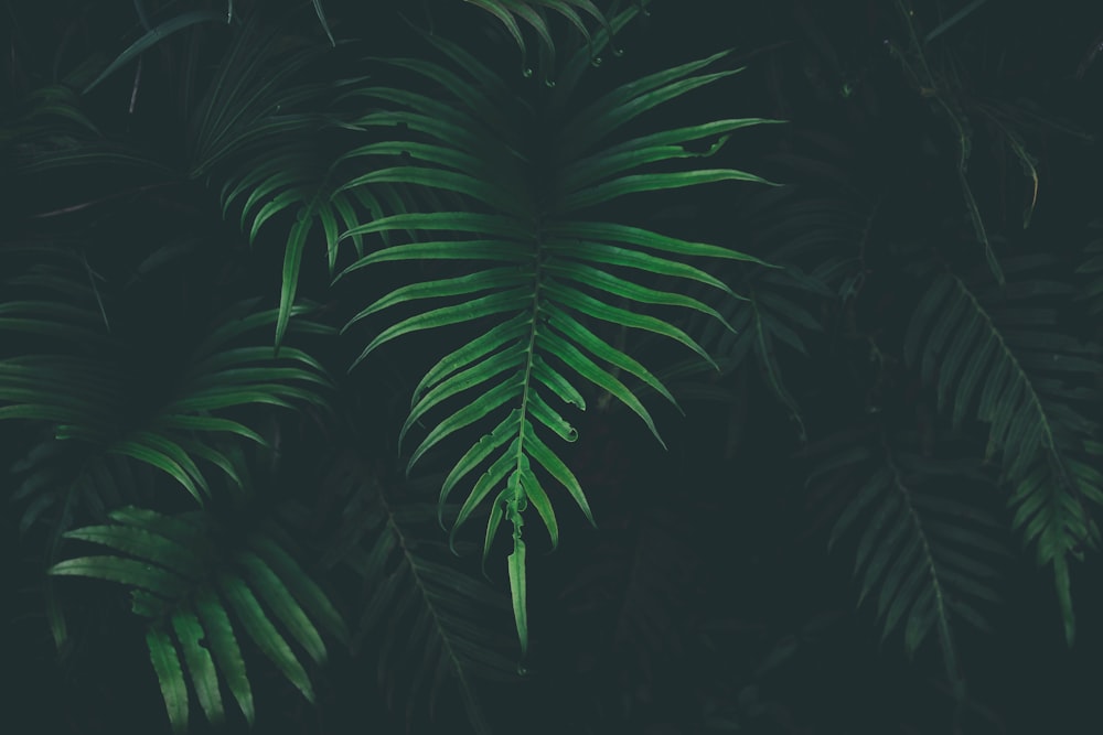 green leafed plant in black background