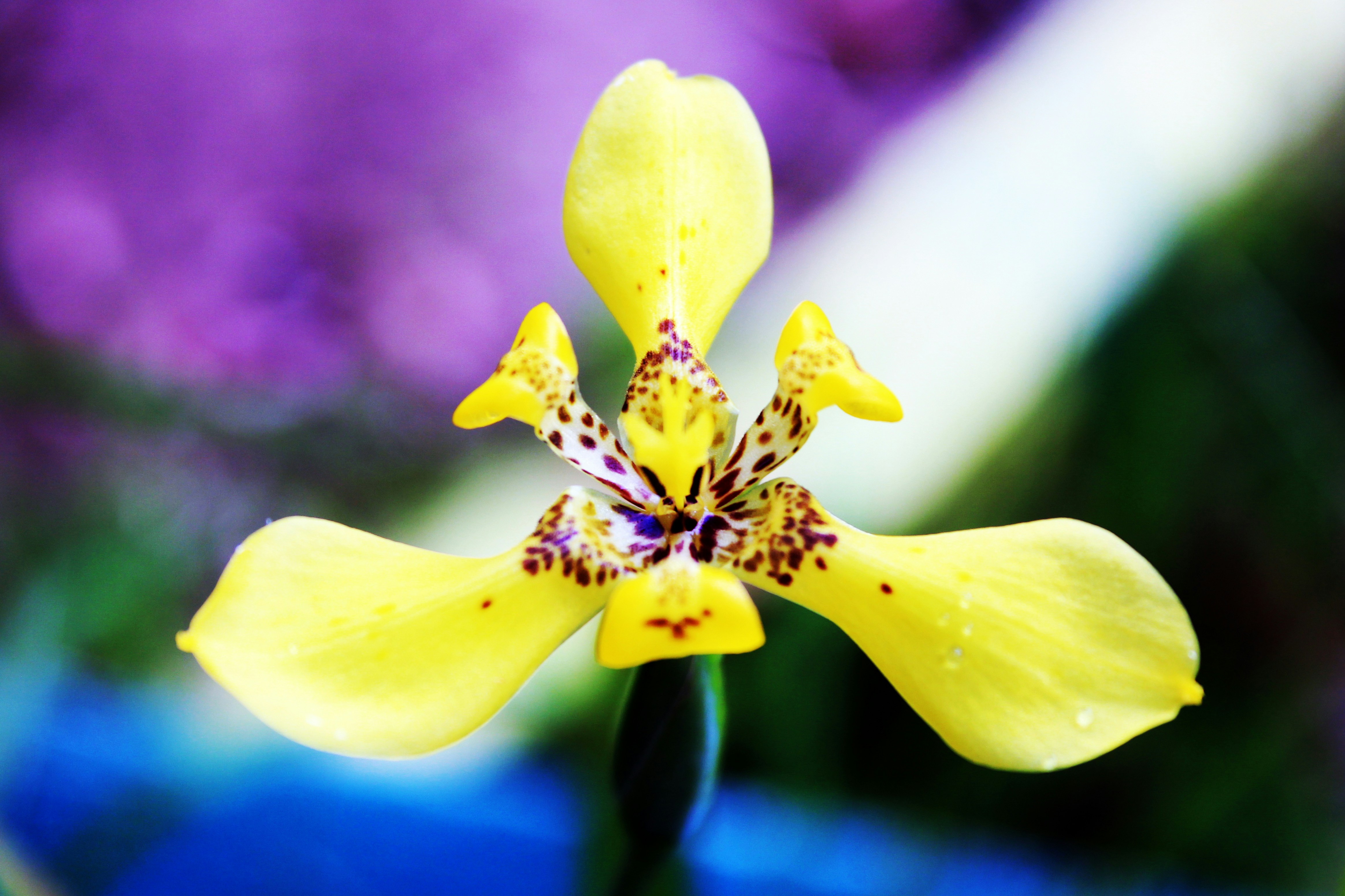 Free Unsplash photo from Jay El Bautista