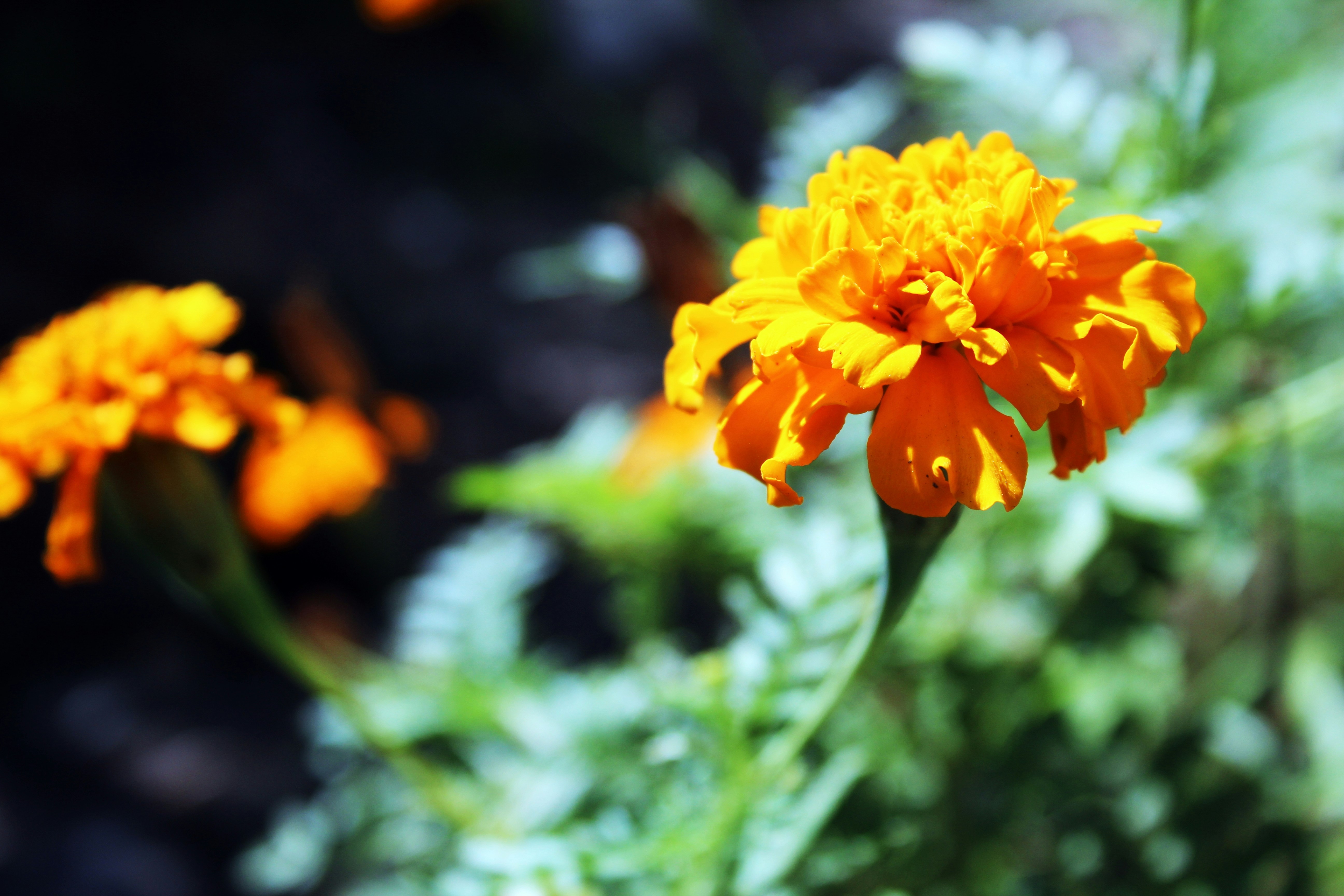 Free Unsplash photo from Jay El Bautista