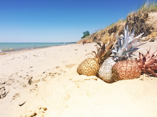 three pineapples on sand beach in Lambton Shores Canada