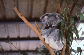 wildlife photography of koala on tree