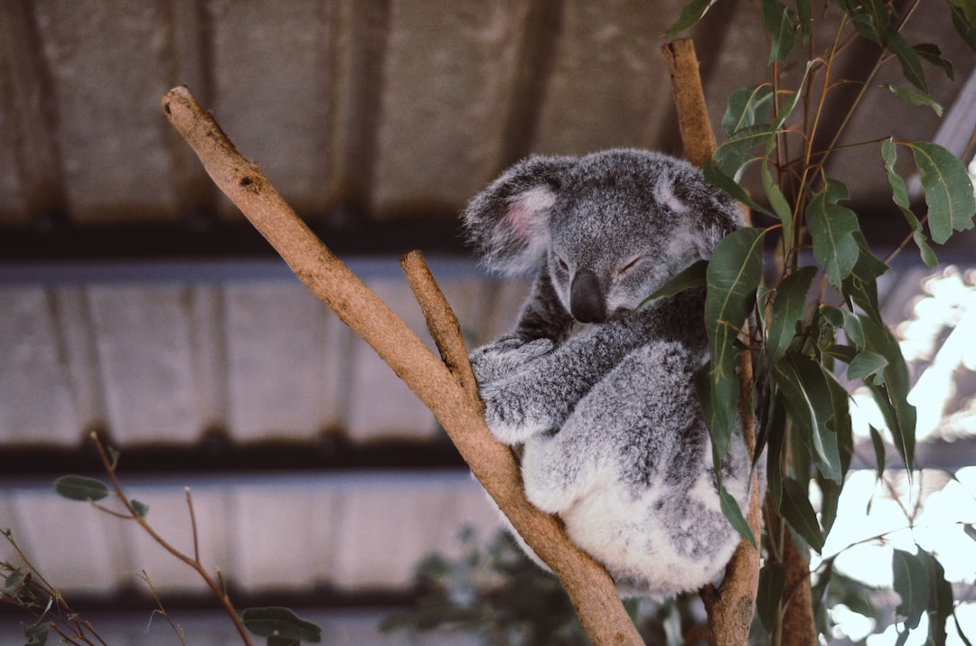 Wildlife photo spot Lone Pine Koala Sanctuary Brisbane Queensland