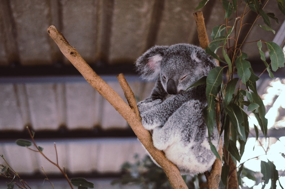wildlife photography of koala on tree