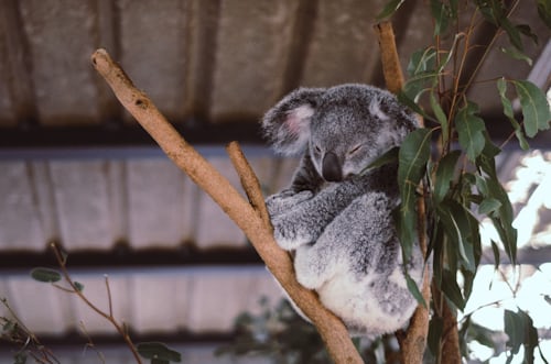 Santuario de koalas Pine