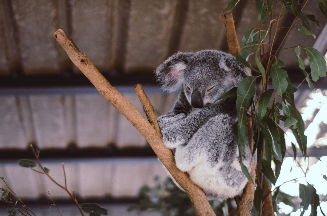 photo of Lone Pine Koala Sanctuary Wildlife near Gold Coast QLD