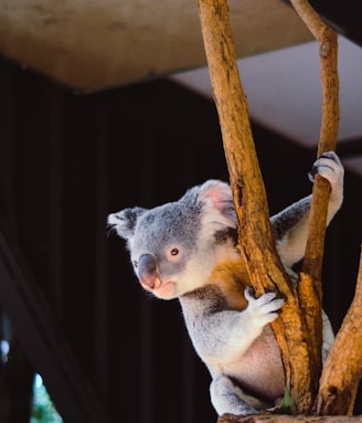 koala hanging on branch