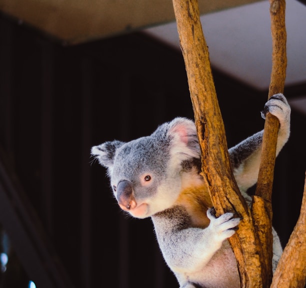 koala hanging on branch