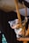 koala hanging on branch
