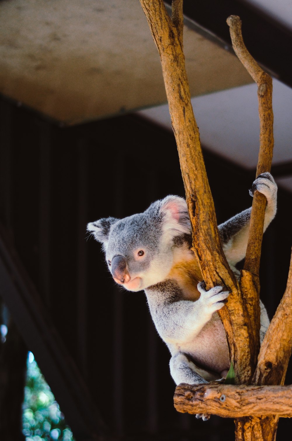 koala colgando de una rama