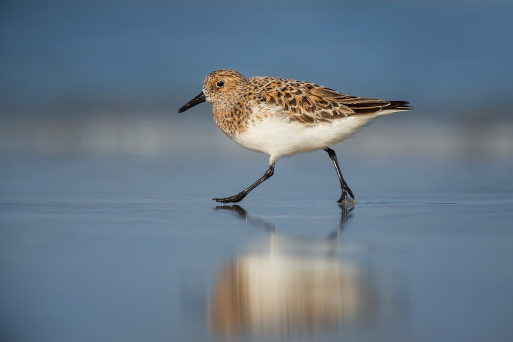 selective focus photography of brown bird walking on shore
