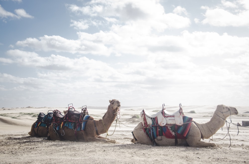 photo of two camels lying on sand