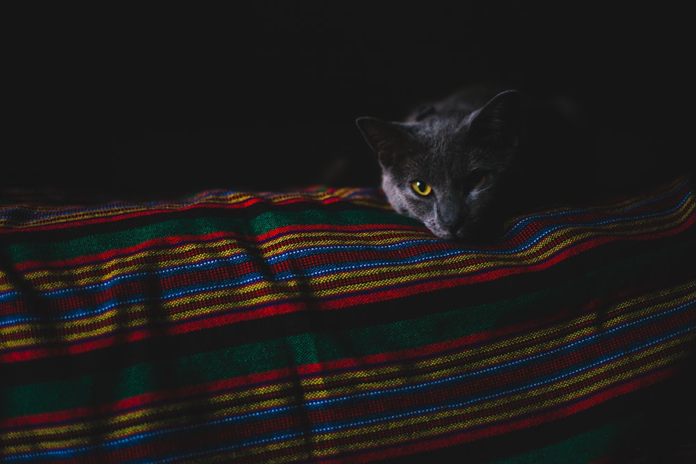 Katze auf Tuch liegend