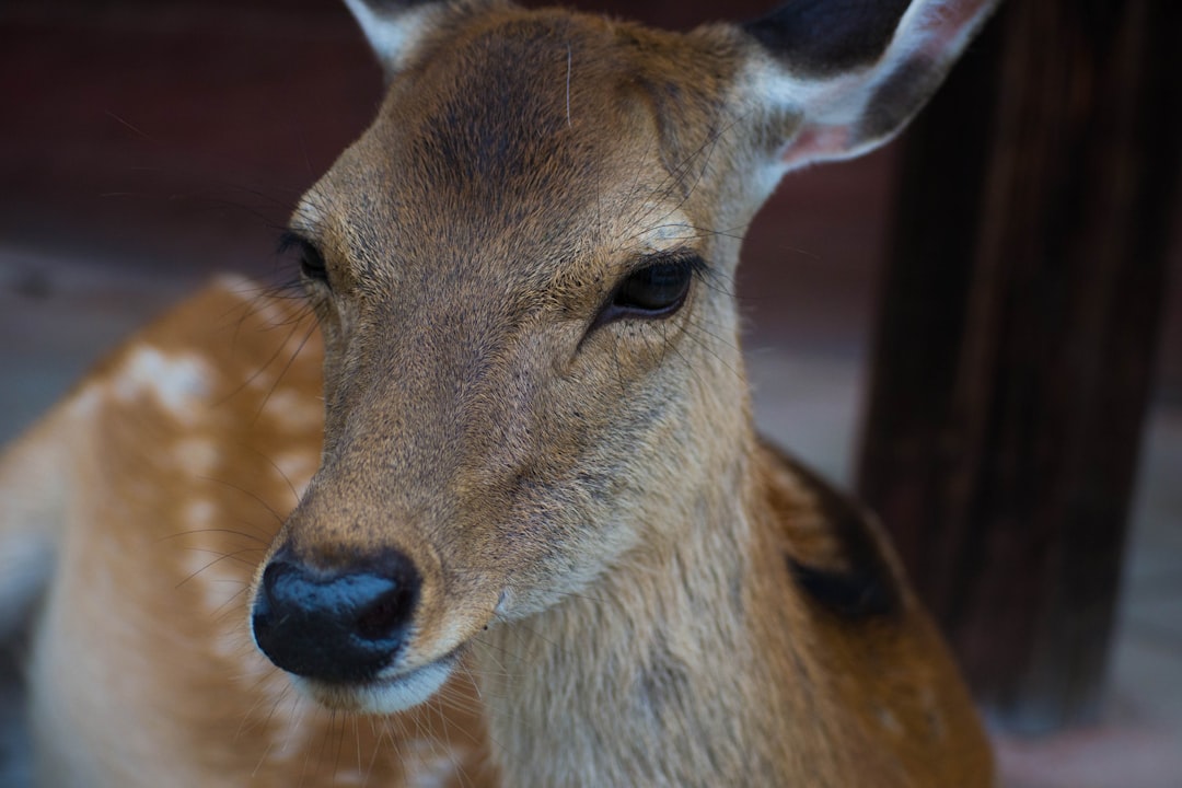 close-up photography of brown deer