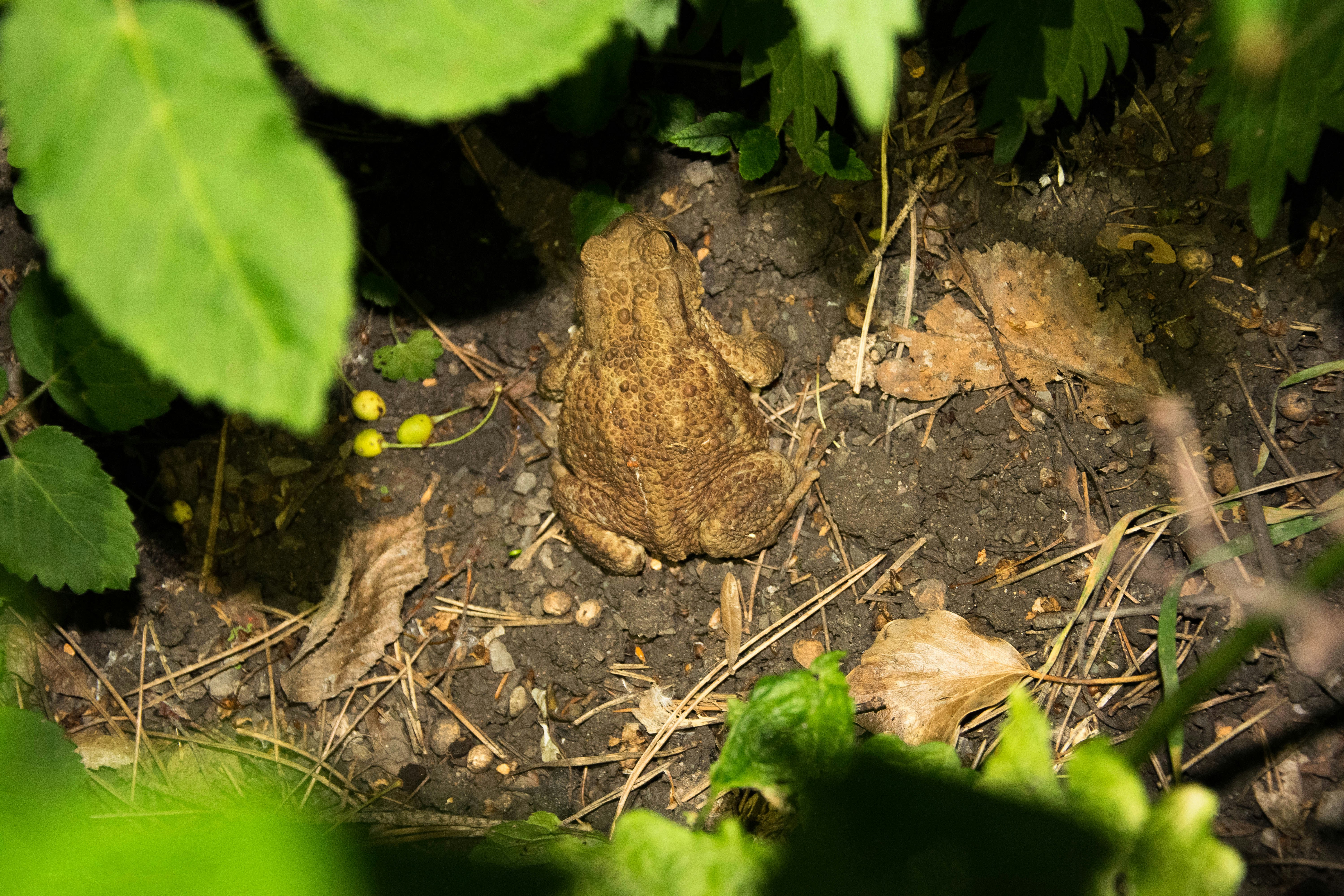 Free Unsplash photo from Julian Friedle