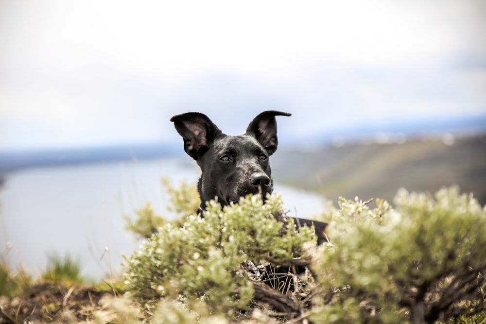 Perro grande de pelaje corto negro sobre hierba verde durante el día